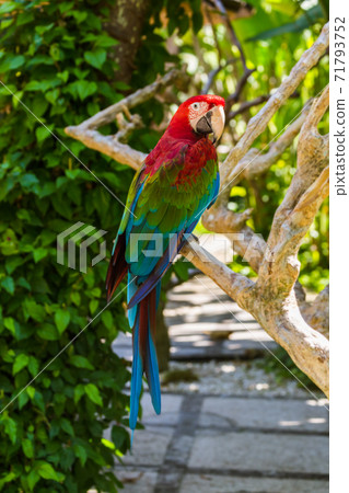 Parrot in Bali Island Indonesia 71793752