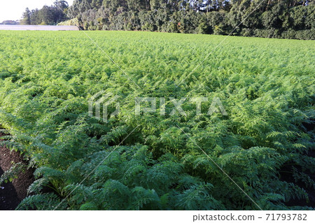 Spreading carrot field 71793782