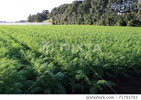 Spreading carrot field Spreading carrot field 71793783