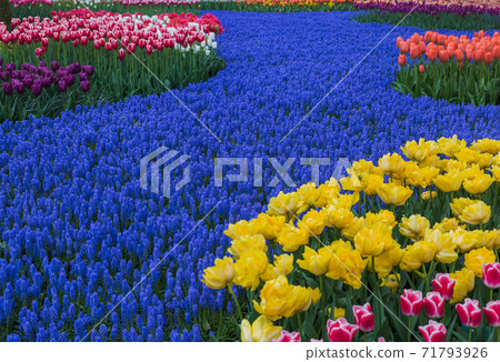 Flowers in garden Keukenhof Netherlands Flowers in garden Keukenhof Netherlands 71793926