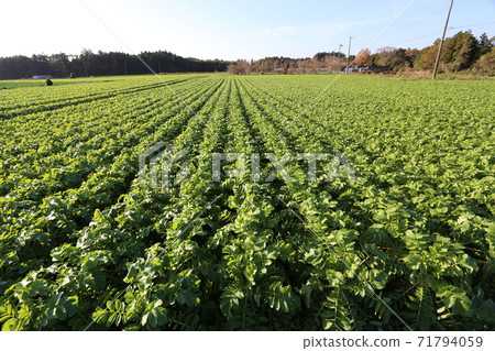 擴大Daikon領域 71794059