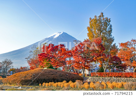 Autumn leaves and Mt. Fuji in the maple corridor on the shores of Lake Kawaguchi 71794215