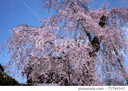 Ka撒市垂枝櫻花和山門映襯在藍天下 Ka撒市垂枝櫻花和山門映襯在藍天下 71794341