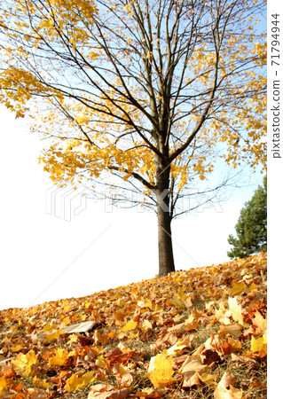 Still Life Stock Photography 71794944