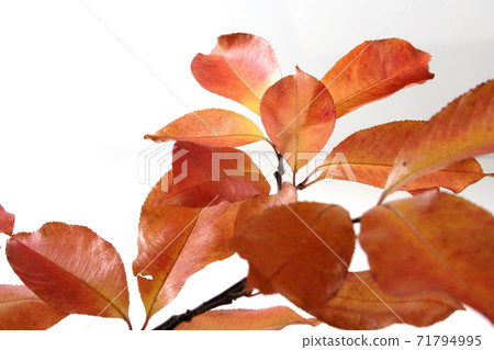 Still Life Stock Photography Still Life Stock Photography 71794995