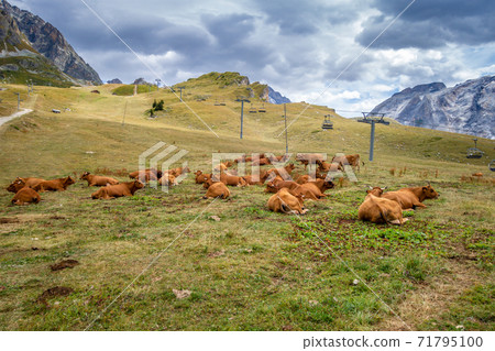 Cows in alpine pasture, Pralognan la Vanoise, French Alps 71795100