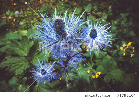 alpine sea holly, Eryngium alpinum, in Savoie, France 71795104