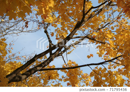 Still Life Stock Photography 71795436