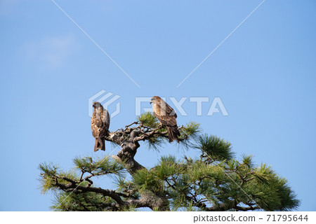 Tobi perching on a tree 71795644
