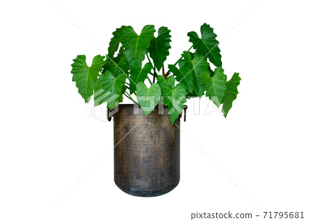 Heart shaped  green leaves of Homalomena plant (Homalomena Rubescens) the tropical foliage houseplant isolated on white background with clipping path included. 71795681