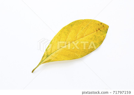 Deciduous _02 Deciduous _02 71797159