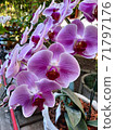 Purple Orchids in the garden. 71797176