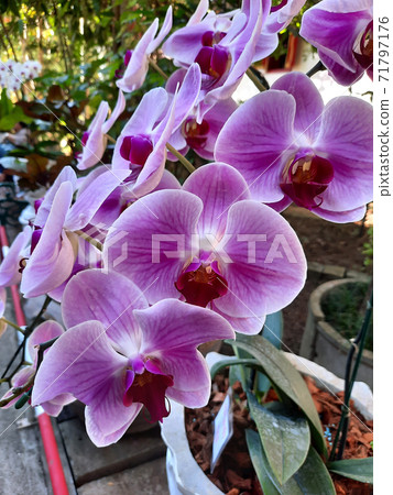 Purple Orchids in the garden. 71797176