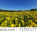 Yellow Chrysanthemum Field in Chiang rai ,Thailand. 71797177