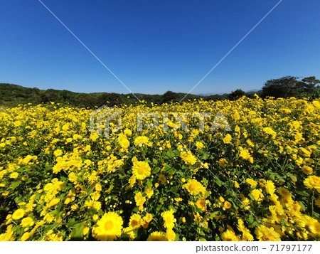Yellow Chrysanthemum Field in Chiang rai ,Thailand. Yellow Chrysanthemum Field in Chiang rai ,Thailand. 71797177