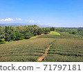 Tea plantation nature landscape in Chiang rai, Thailand. 71797181