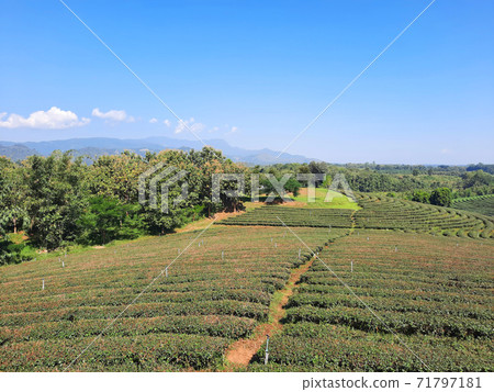 Tea plantation nature landscape in Chiang rai, Thailand. 71797181