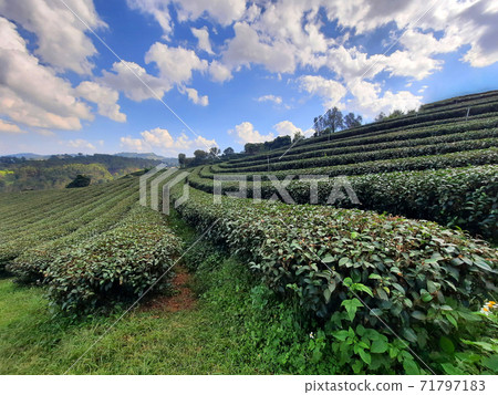 Tea plantation nature landscape in Chiang rai, Thailand. 71797183