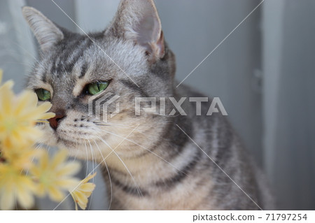 美麗的貓美國短髮藍色虎斑盯著黃色的花 71797254