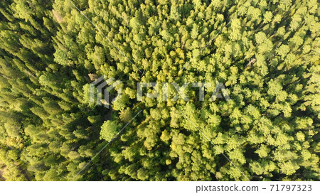 Aerial view from drone of green grove with conifers trees. Aerial view from drone of green grove with conifers trees. 71797323