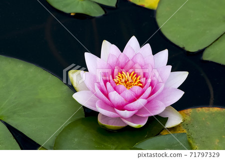 Lotus Lotus 71797329