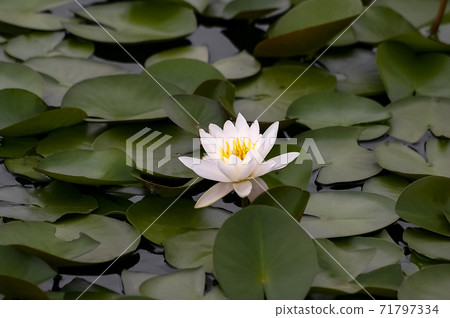 Lotus 71797334