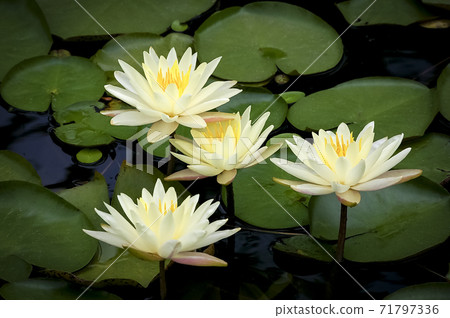 Lotus 71797336