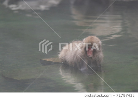 Japanese macaque warming up in the bath 71797435