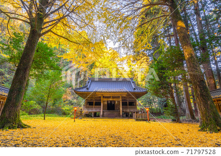 秋岡神社黃色銀杏葉地毯 71797528