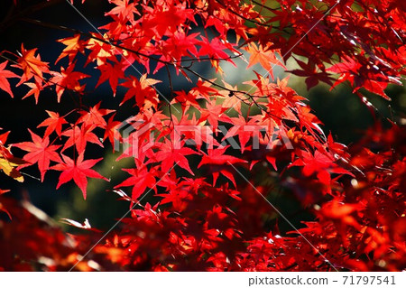 Maple dancing Maple dancing 71797541