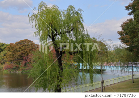 長居植物園的柳樹 71797730