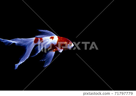 White goldfish with red pattern 71797779