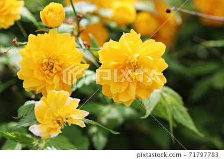 黃色八重山福花 黃色八重山福花 71797783