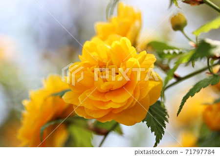 Yellow Yaeyama Fukihana Yellow Yaeyama Fukihana 71797784