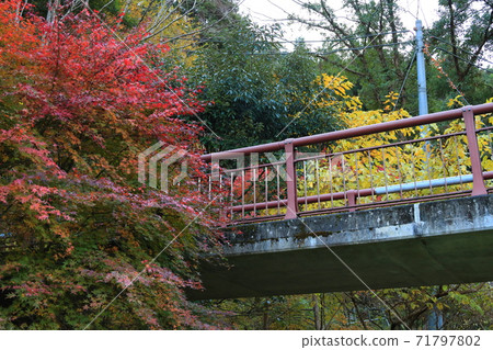 秋川谷“石船橋”秋葉 71797802