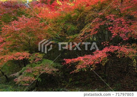 秋川谷“石船橋”秋葉 秋川谷“石船橋”秋葉 71797803