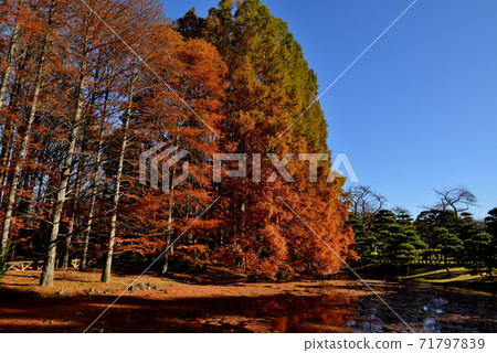 Autumn leaves of Jindai Botanical Garden Metasequoia 71797839