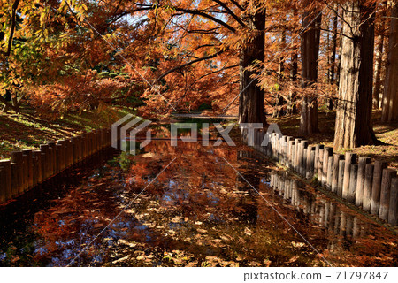 maple, yellow leafe, autumn 71797847