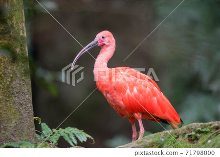 Scarlet ibis that stands out in red Scarlet ibis that stands out in red 71798000