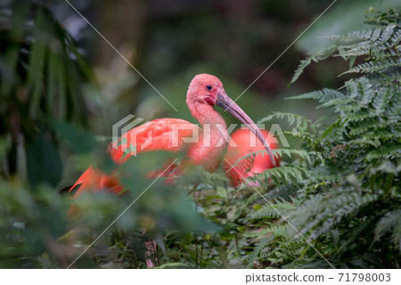 Scarlet ibis that stands out in red 71798003