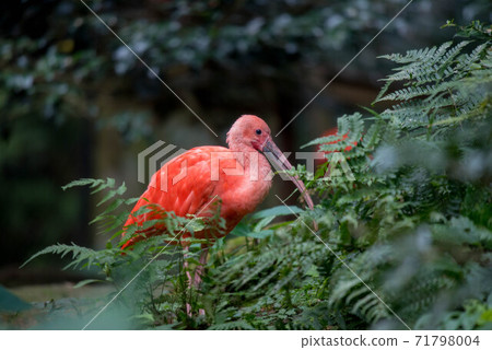Scarlet ibis that stands out in red 71798004