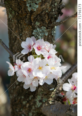 Cherry blossoms 71798173
