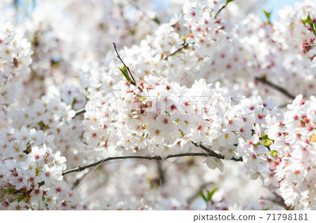 櫻花盛開 71798181