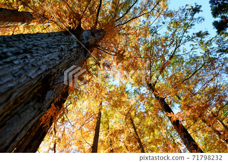 Autumn leaves of Jindai Botanical Garden Metasequoia Autumn leaves of Jindai Botanical Garden Metasequoia 71798232