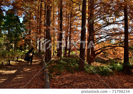 神田植物園水杉的秋葉 71798234