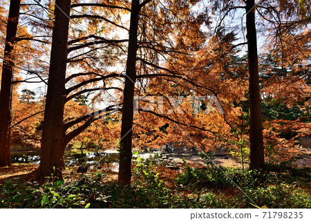 神田植物園水杉的秋葉 71798235