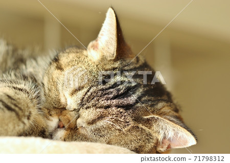 American shorthair brown tabby cat with a nose that sleeps soundly in the warm sun American shorthair brown tabby cat with a nose that sleeps soundly in the warm sun 71798312