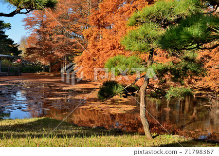 Autumn leaves of Jindai Botanical Garden Metasequoia Autumn leaves of Jindai Botanical Garden Metasequoia 71798367