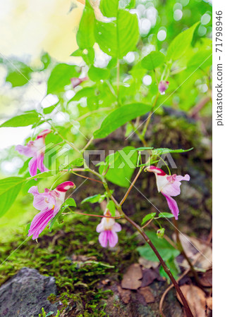 Couple love parrot flowers or Impatiens psittacina. 71798946