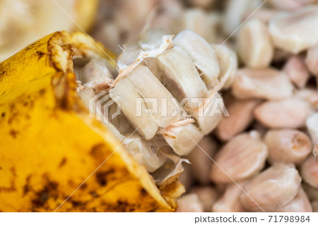Cocoa beans and cocoa pod on a wooden surface. Cocoa beans and cocoa pod on a wooden surface. 71798984